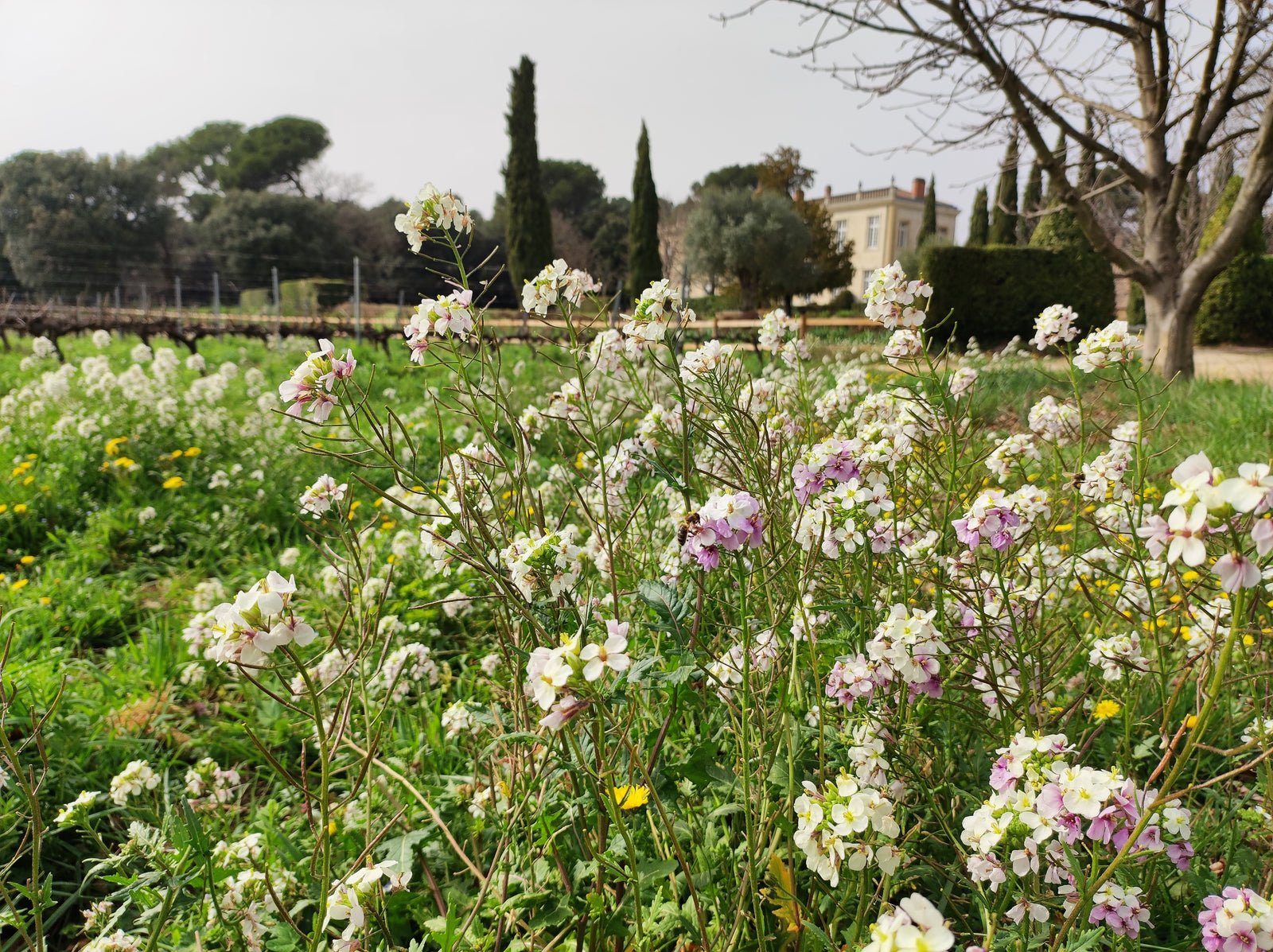 Le Printemps arrive à Château Beauchêne!