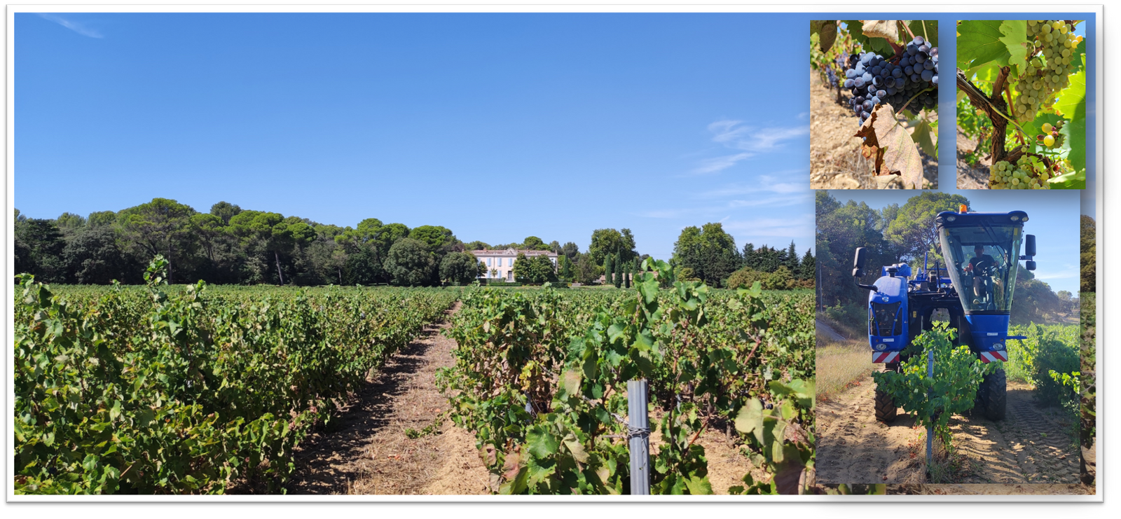 Début des vendanges à Château Beauchêne